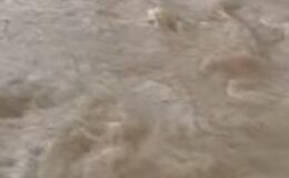 Cide’de Çaya Düşen Karaca Kurtarıldı