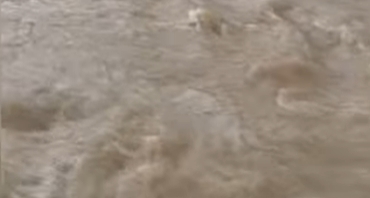 Cide’de Çaya Düşen Karaca Kurtarıldı